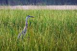 Heron In River Grass_50470
